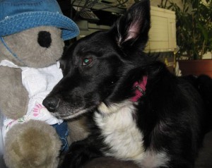 best dog blog, champion of my heart, border collie and her comfort bear