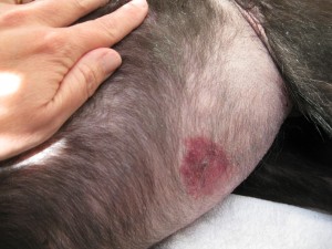 red belly sore on a dog's tummy