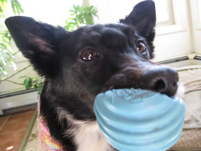 lilly with ball 11-18-13