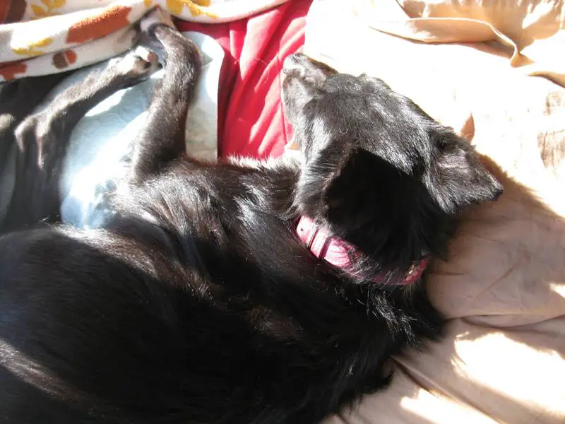 border collie sleeping in the sun