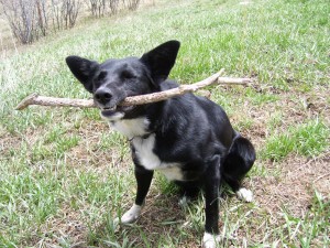 best dog blog champion of my heart border collie with a stick