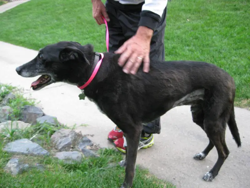 ginko lab + greyhound shaved belly from ultrasound