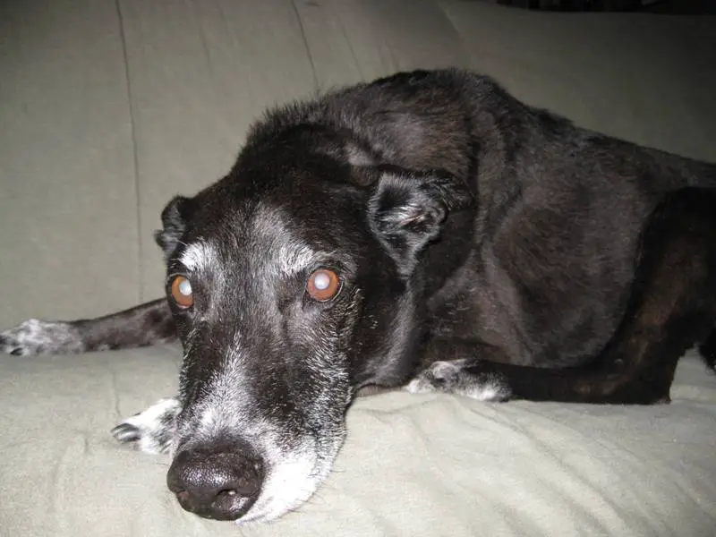 ginko on the sofa