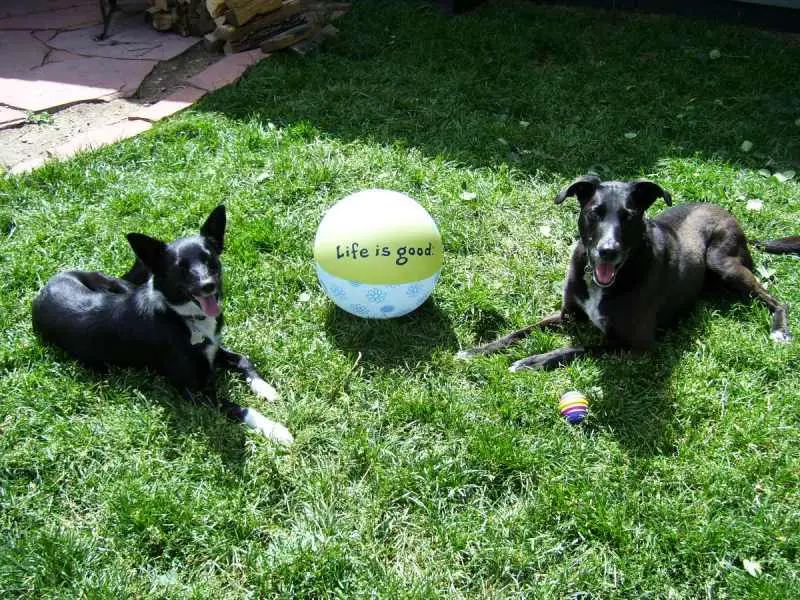 dog blog champion of my heart, border collie and lab mix dogs with life is good beach ball