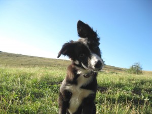 border collie puppy tilting her head