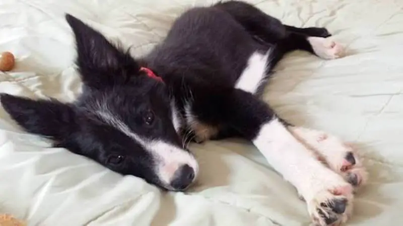 border collie puppy on a bed, dog blog champion of my heart