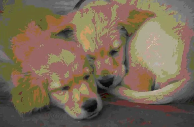 stock photo of 2 puppies