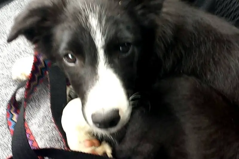 border collie puppy, dog blog, champion of my heart