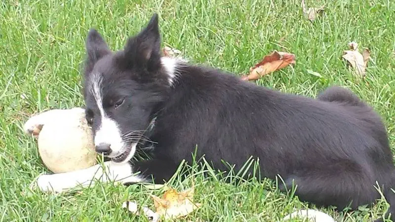 border collie puppy, dog blog, champion of my heart