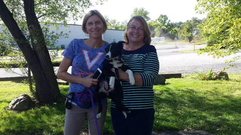 puppy transport, border collie puppy