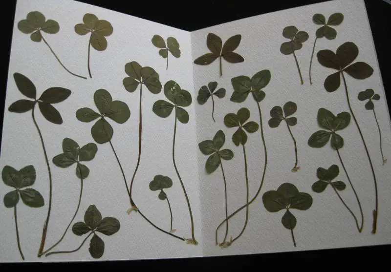 4-leaf clovers