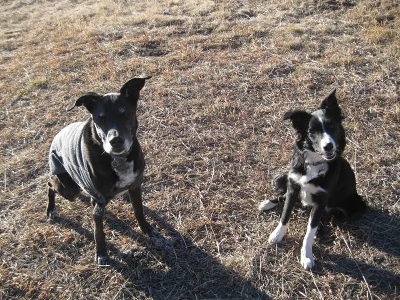 old dog and puppy, champion of my heart, dog blog