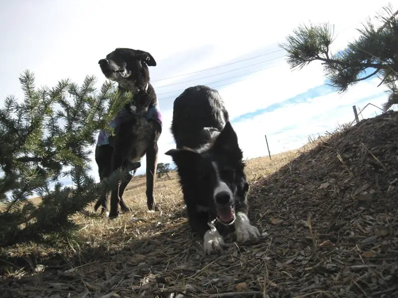 old dog and puppy, champion of my heart, dog blog