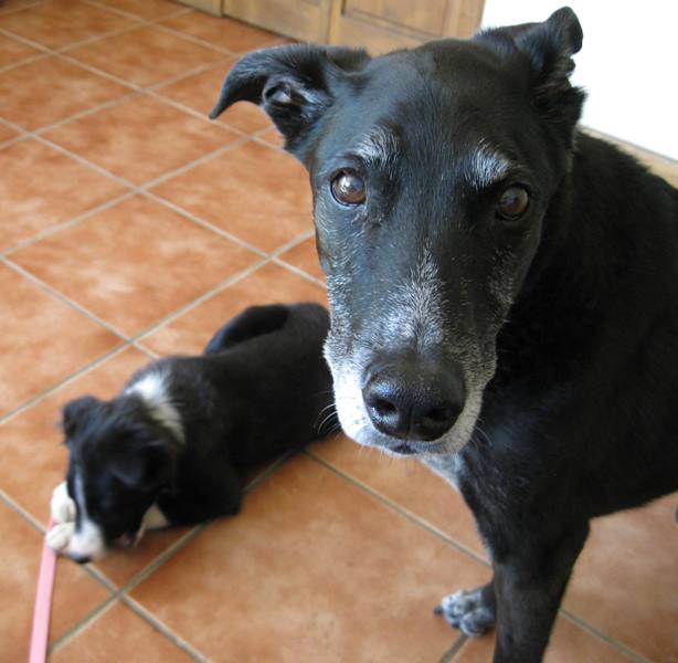 old dog and puppy, champion of my heart, dog blog