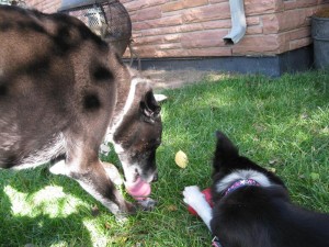 old dog and puppy, champion of my heart, dog blog