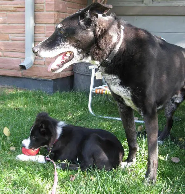 old dog and puppy, champion of my heart, dog blog