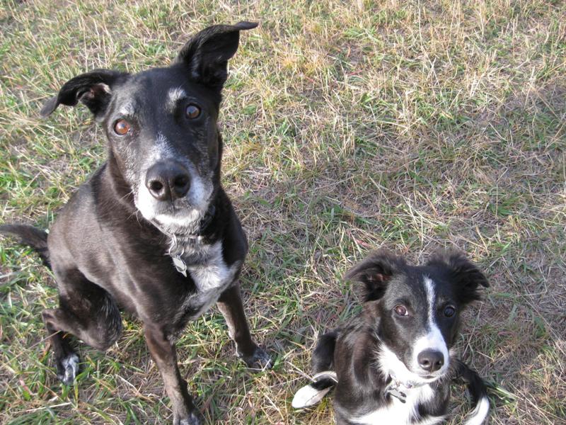 old dog and puppy, champion of my heart, dog blog
