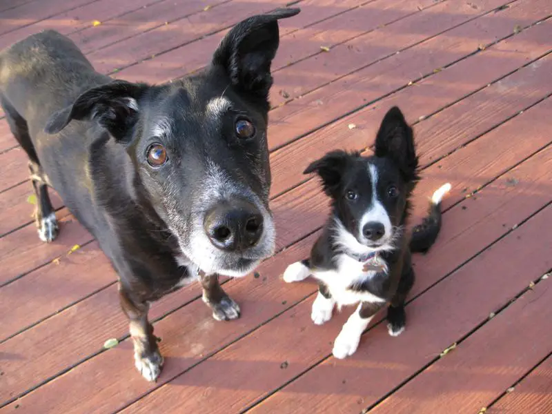 old dog and puppy, champion of my heart, dog blog