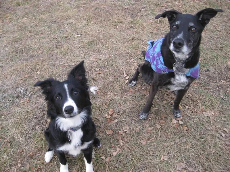 old dog and puppy, champion of my heart, dog blog