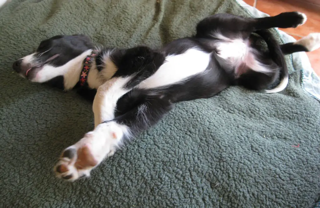 border collie at home