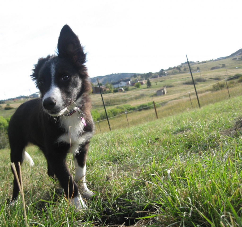  border collie puppy photo
