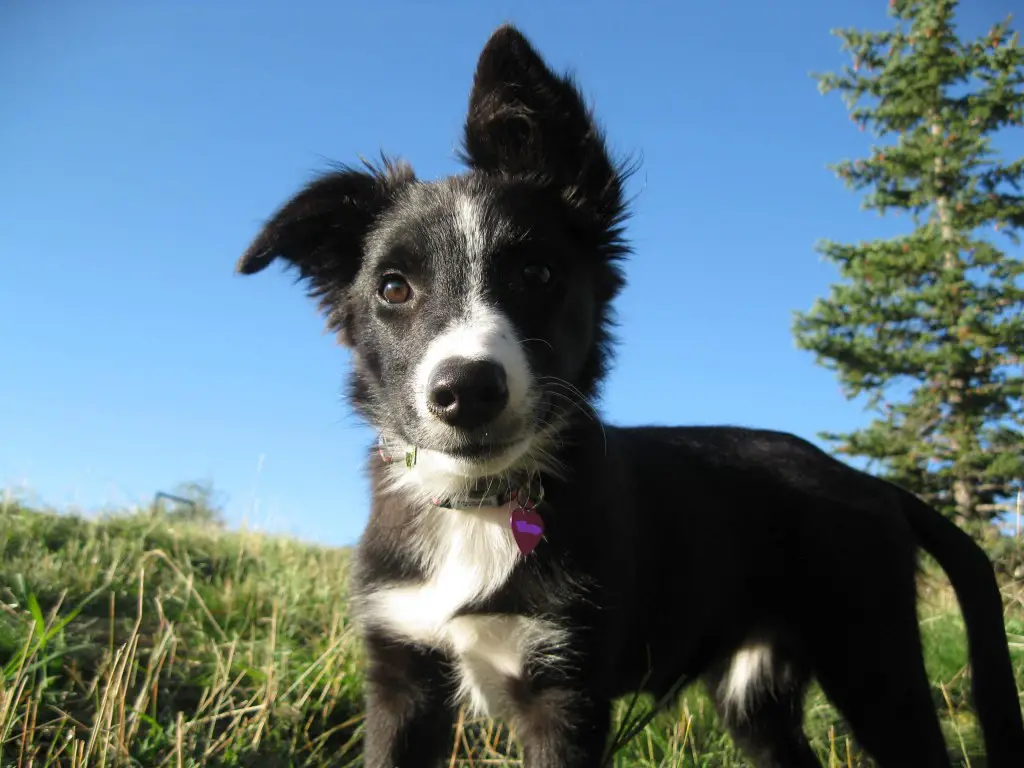 border collie puppy photo