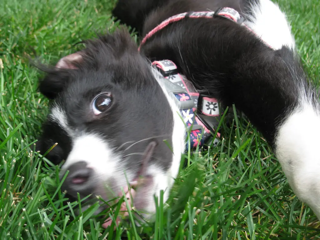  border collie puppy photo