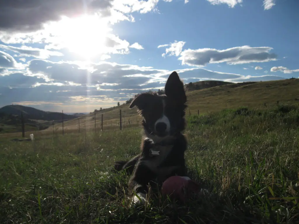  border collie puppy photo