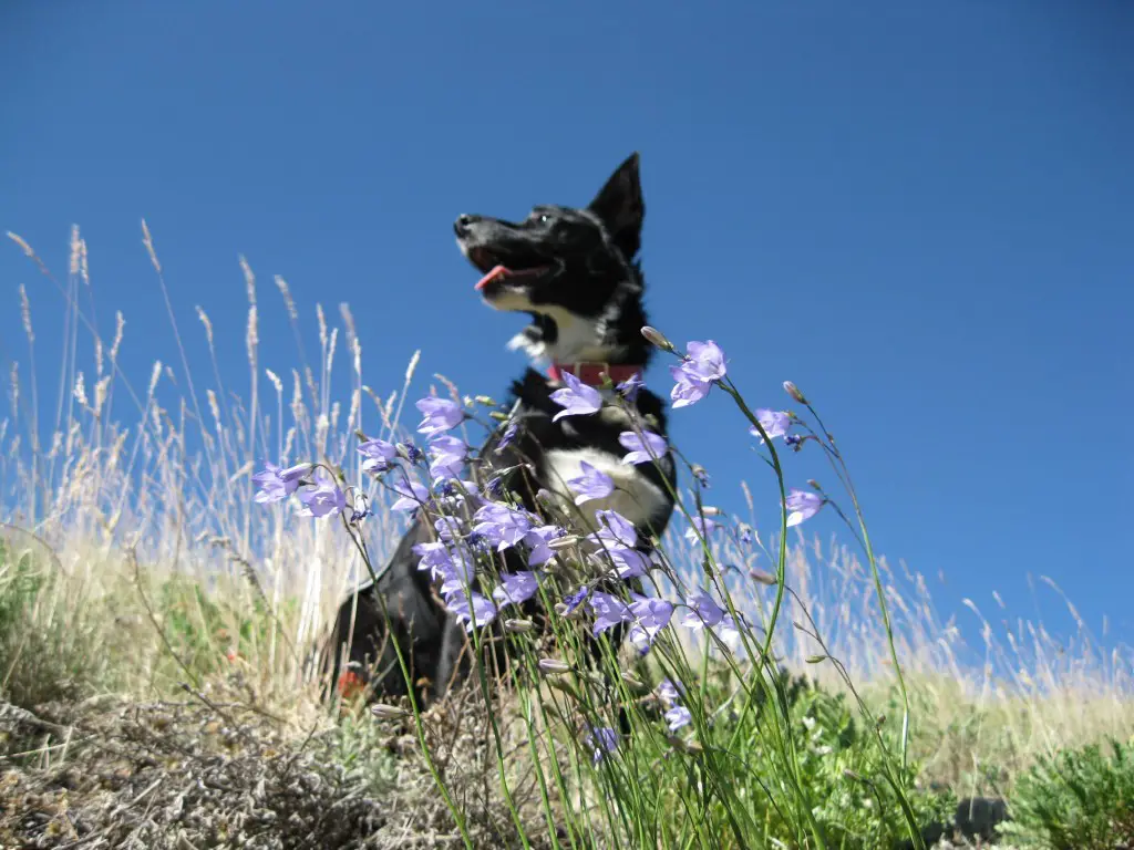 border collie with wildflowers, dog blog, champion of my heart, copyright Roxanne Hawn