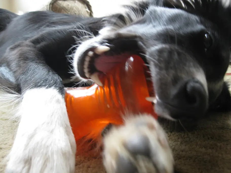 border collie puppy, dog blog, champion of my heart, copyright roxanne hawn