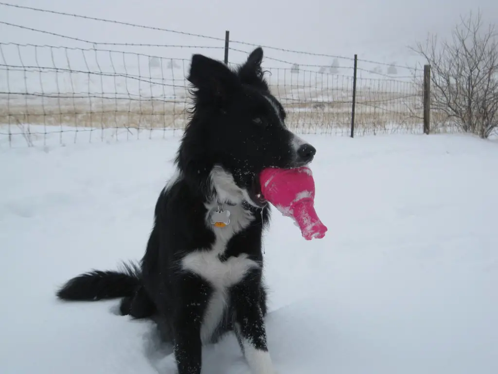 champion of my heart dog blog border collie in the snow with toy