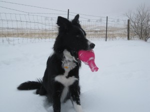 champion of my heart dog blog border collie in the snow with toy
