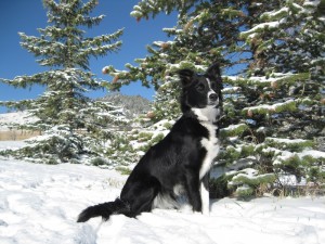 border collie in snow, champion of my heart, dog blog, copyright roxanne hawn