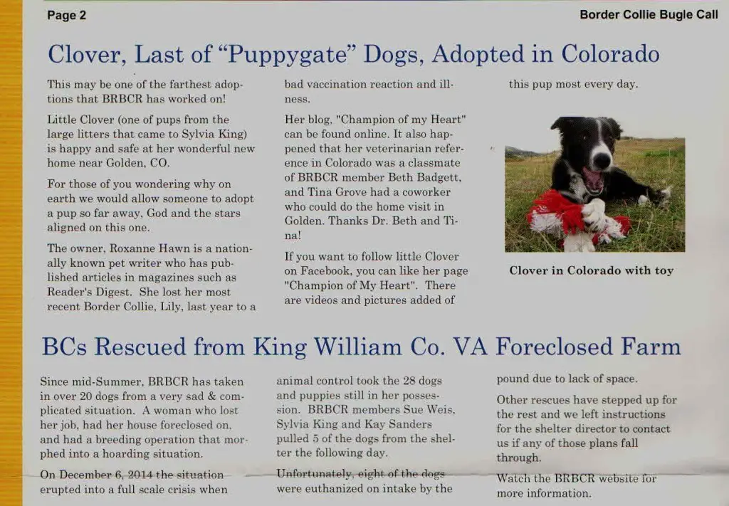 BRBCR article, puppygate, hoarding, border collie puppies running