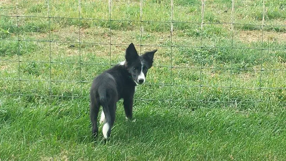 clover, champion of my heart, dog blog, border collie puppy