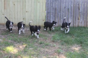 border collie puppies running, champion of my heart, dog blog