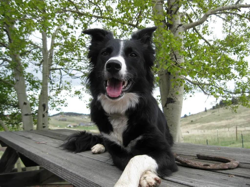 border collie photo, clover, dog blog champion of my heart