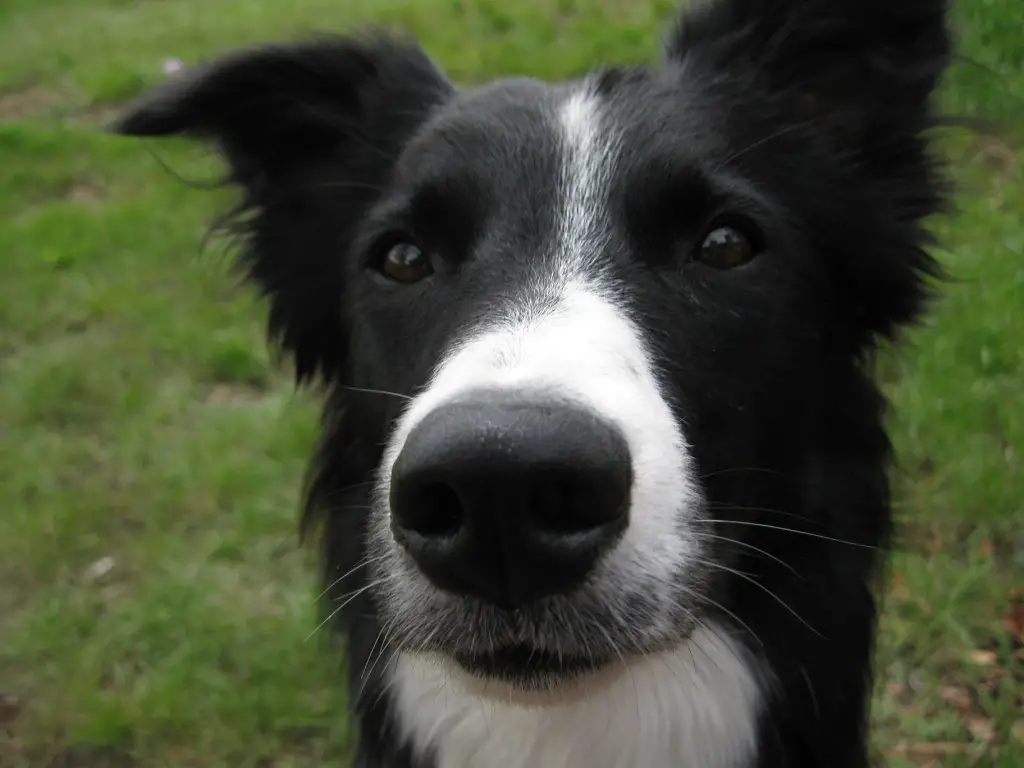 border collie photo, clover, dog blog champion of my heart