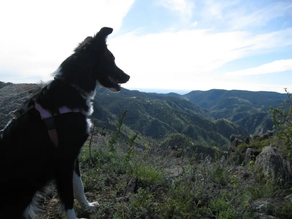 border collie photo, clover, dog blog champion of my heart