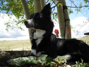 border collie photo, clover, dog blog champion of my heart