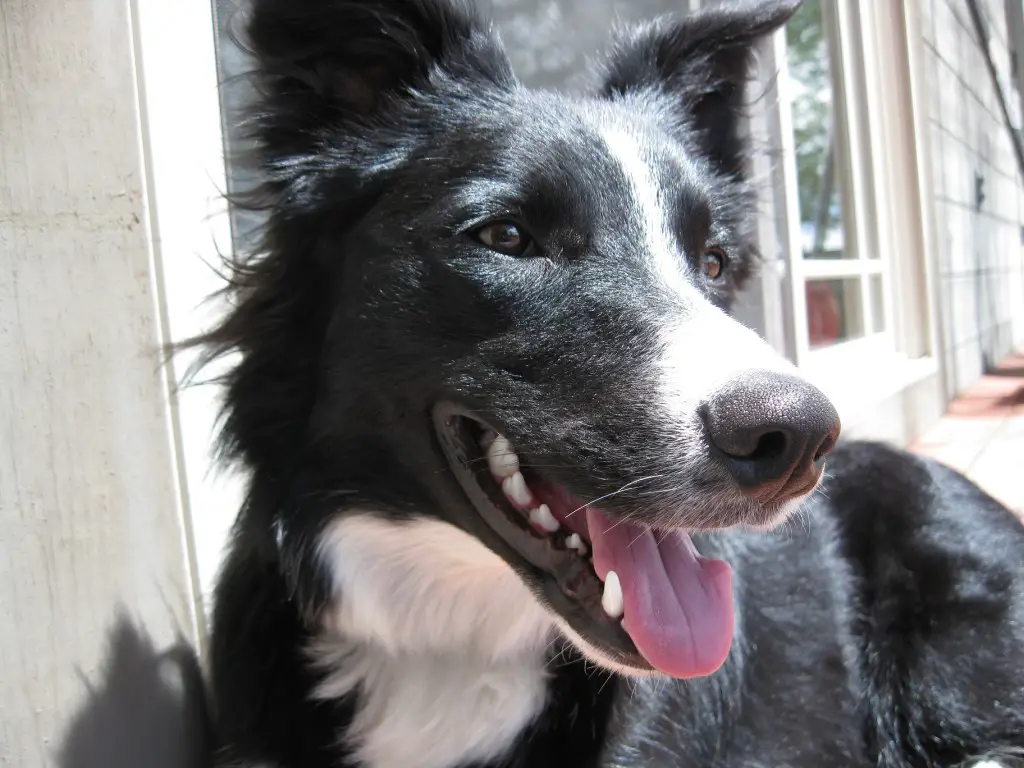 border collie photo, clover, dog blog champion of my heart