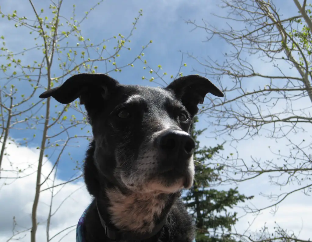 dog blog, champion of my heart, lab + greyhound Ginko