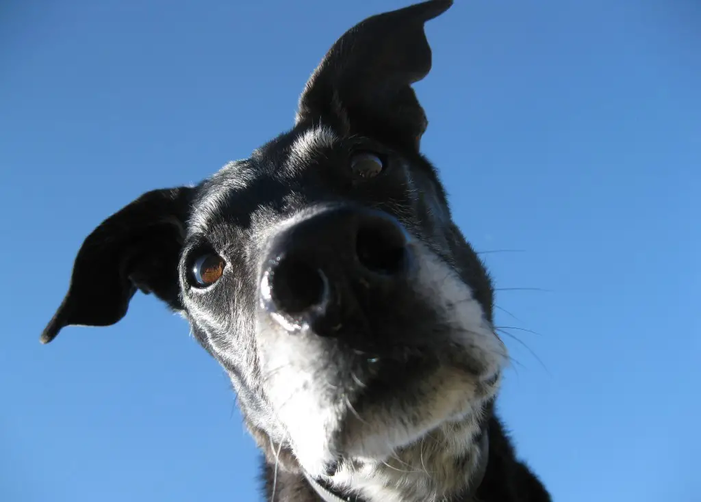 dog blog, champion of my heart, lab + greyhound Ginko