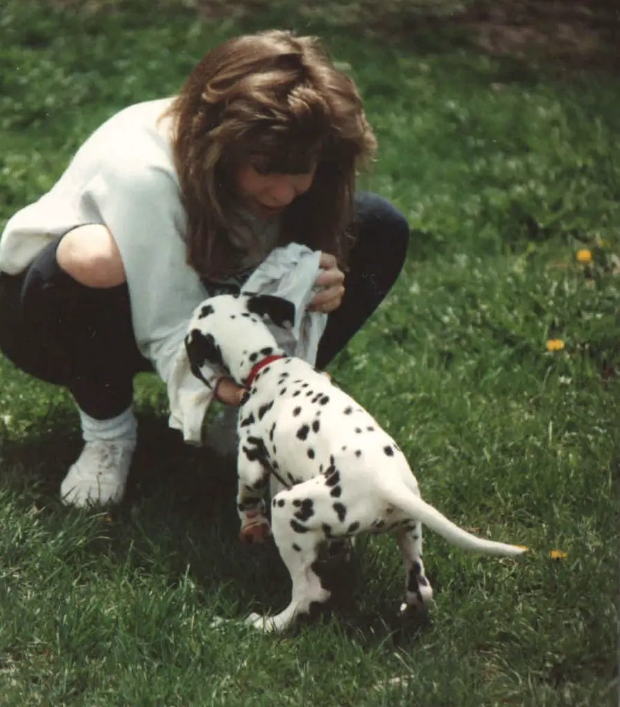 dog blog champion of my heart, vintage puppy photo