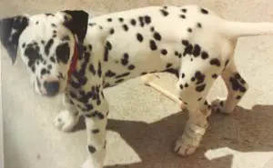 dalmatian puppy, champion of my heart
