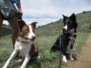 border collie puppies, colorado, leo and clover, hiking