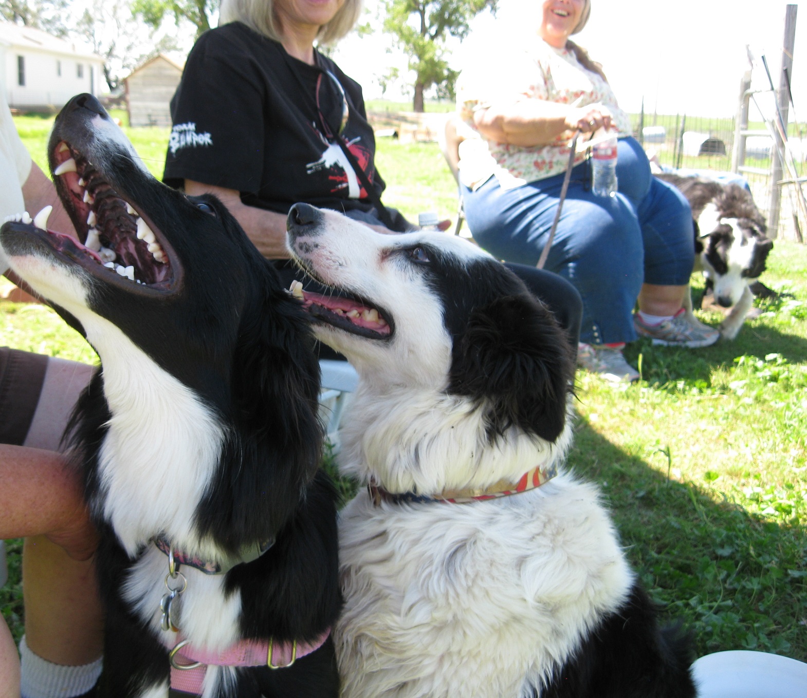 border collie herding instinct test photo, dog blog champion of my heart, copyright roxanne hawn