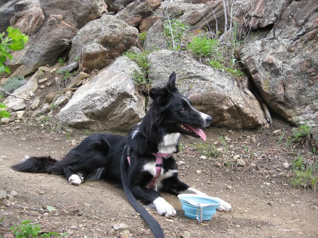 border collie hiking colorado, dog blog, champion of my heart