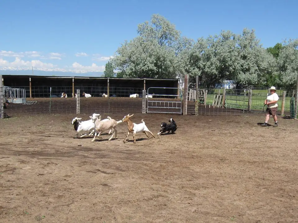 Border collie herding store goats