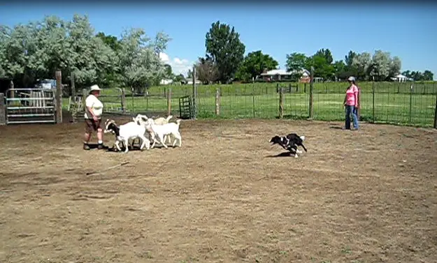 border collie herding instinct test photo, dog blog champion of my heart, copyright roxanne hawn